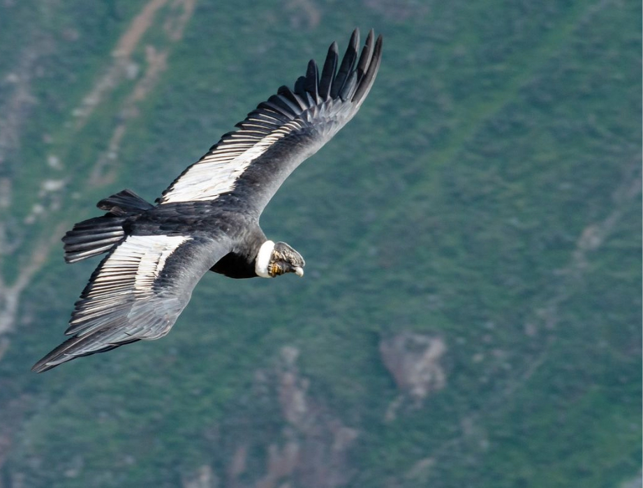 colca convecional-condor